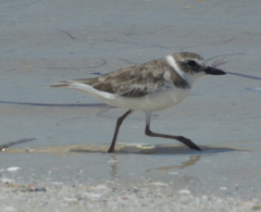 Charadrius wilsonia