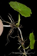 Hydrocotyle tribotrys