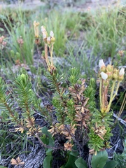 Phyllodoce glanduliflora