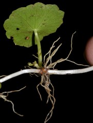 Hydrocotyle tribotrys