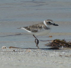 Charadrius wilsonia