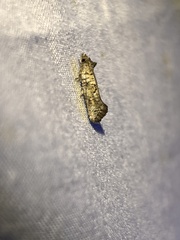 Acrolophus piger