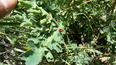 Entomoscelis suturalis