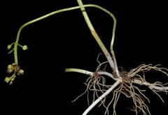 Hydrocotyle tribotrys