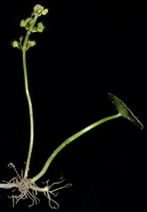 Hydrocotyle tribotrys