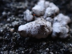 Dermatocarpon miniatum