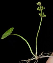 Hydrocotyle tribotrys