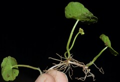 Hydrocotyle tribotrys