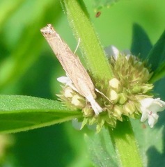 Parapediasia teterrellus