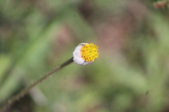 Tridax rosea