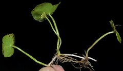 Hydrocotyle tribotrys