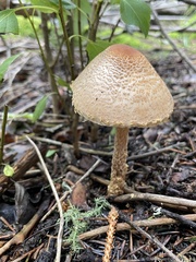 Lepiota