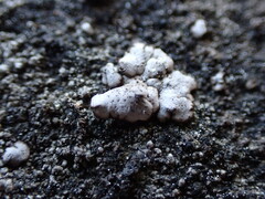 Dermatocarpon miniatum