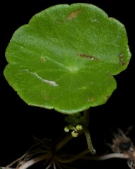 Hydrocotyle tribotrys