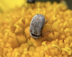 Curculionoidea