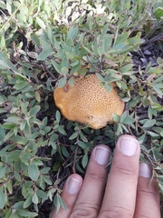 Suillus tomentosus