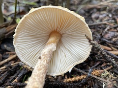 Lepiota