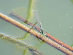 Ischnura