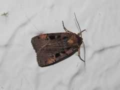 Pseudohermonassa bicarnea