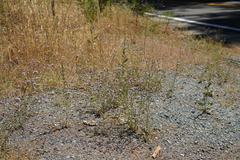 Lessingia leptoclada
