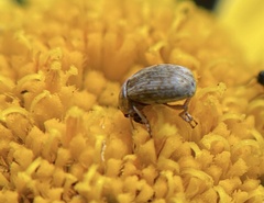Curculionoidea