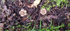 Geastrum triplex