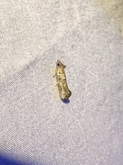 Acrolophus piger