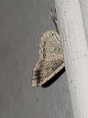 Melanolophia canadaria