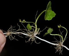 Hydrocotyle tribotrys