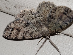 Melanolophia canadaria