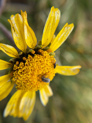 Curculionoidea
