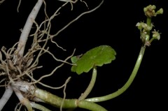 Hydrocotyle tribotrys