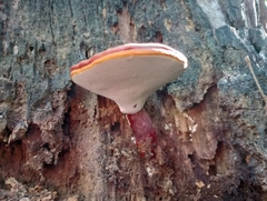 Ganoderma