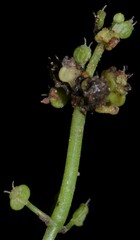 Hydrocotyle tribotrys