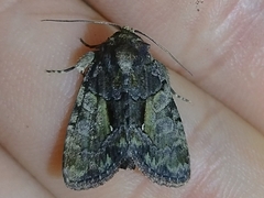 Chytonix palliatricula