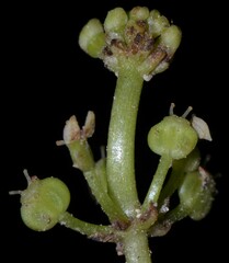 Hydrocotyle tribotrys