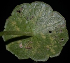 Hydrocotyle tribotrys