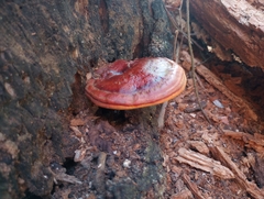 Ganoderma