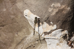 Orthetrum sabina