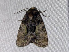 Chytonix palliatricula