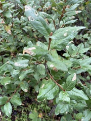Shepherdia canadensis