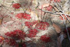 Drosera spatulata