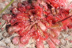 Drosera spatulata