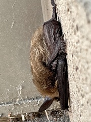 Myotis