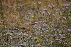Lessingia leptoclada