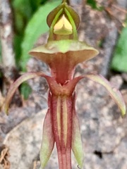 Chiloglottis trapeziformis