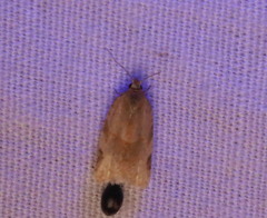 Clepsis virescana