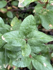 Shepherdia canadensis