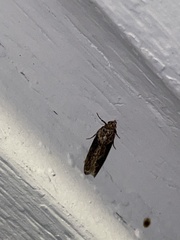 Chionodes mediofuscella