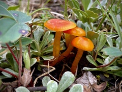 Hygrocybe miniata